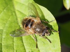 Tachina lurida