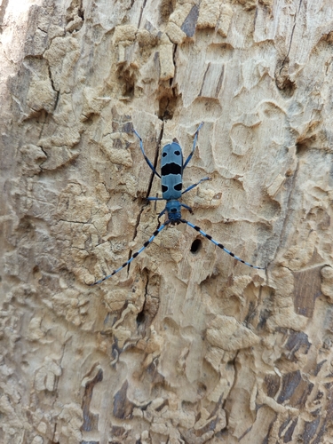 Alpine longhorn Rosalia