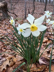 Narcissus poeticus