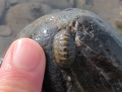 セワケヒザラガイ