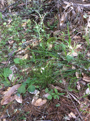 Festuca occidentalis