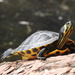 Yellow-bellied Slider - Photo (c) Helio Batista, some rights reserved (CC BY-NC), uploaded by Helio Batista