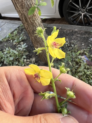 moth mullein