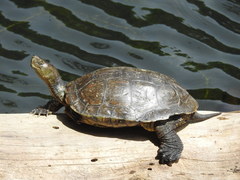 Spanish Terrapin photo 5
