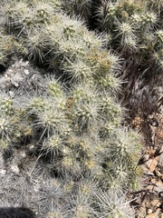 Cylindropuntia multigeniculata