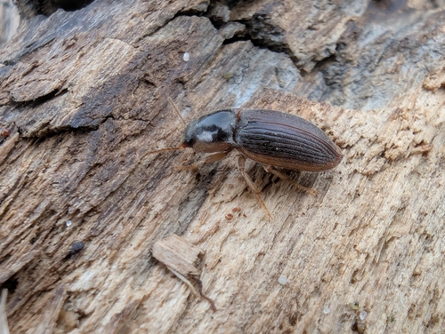 Hypolithus littoralis