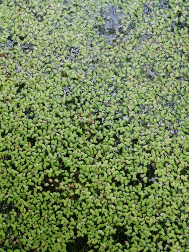 Lemna minuta iNat (3)