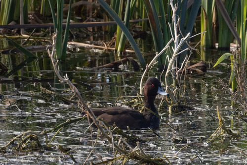 iNaturalist image
