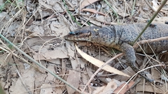 Varanus mitchelli