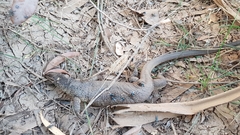 Varanus mitchelli