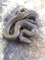 Diadophis punctatus modestus