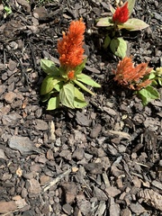 Celosia argentea plumosa