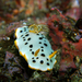Spotted White Sea Slug - Photo (c) crawl_ray, some rights reserved (CC BY-NC), uploaded by crawl_ray