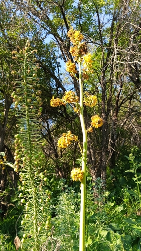 Ligularia heterophylla, photograph 5