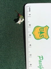 Collinsia sparsiflora collina