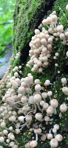 Trooping Crumble Cap