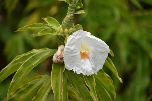 Dimerocostus strobilaceus, 2026-06-14