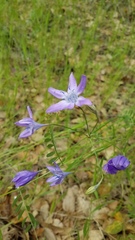 Triteleia bridgesii