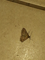 Lepidoptera