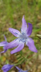 Triteleia bridgesii