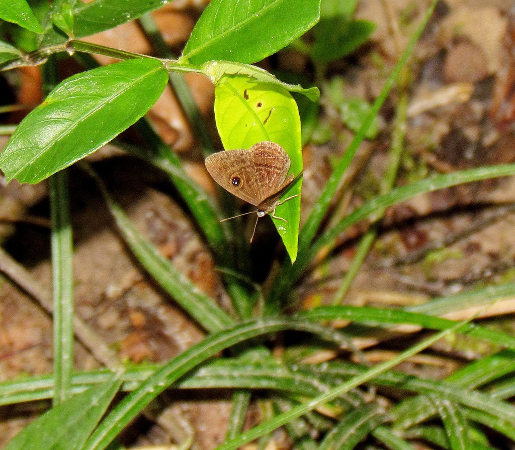 Mesosemia ibycus