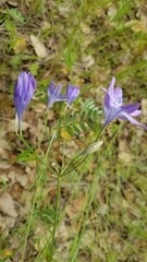 Triteleia bridgesii