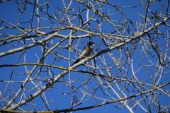 Aphelocoma californica