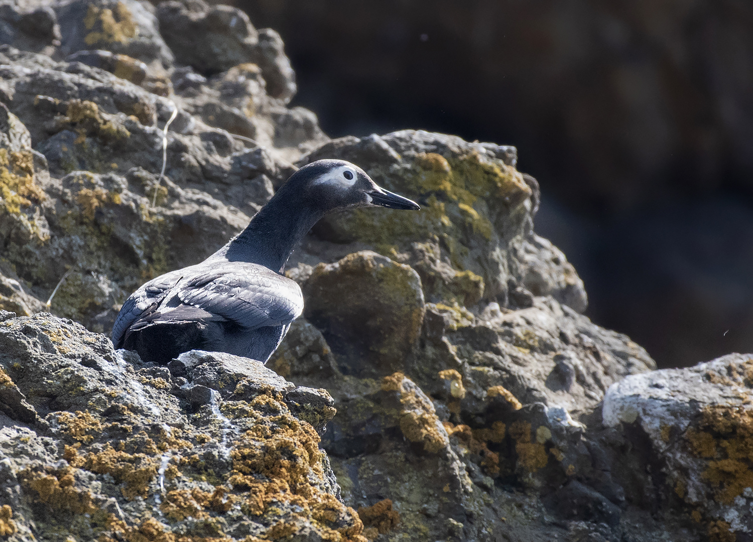 Spectacled Guillemot (Cepphus carbo), photo 3