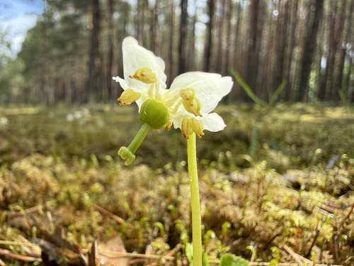 One-flowered Wintergreen