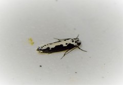 Ethmia semilugens