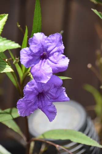 Ruellia simplex, 2026-06-14