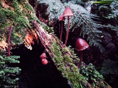 Mycena mariae