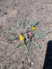 Oenothera primiveris