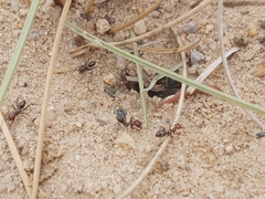 Cataglyphis adenensis