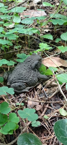 European Toad