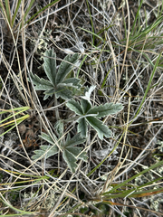 Potentilla concinna