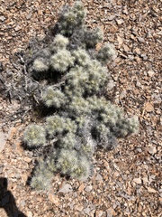 Cylindropuntia multigeniculata