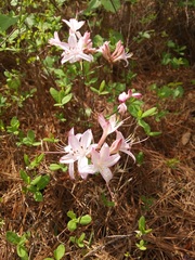 Rhododendron atlanticum