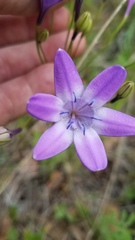 Triteleia bridgesii