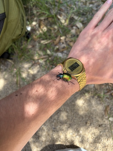 Agreeable Caterpillar Hunter
