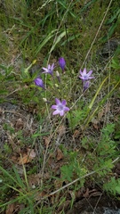 Triteleia bridgesii