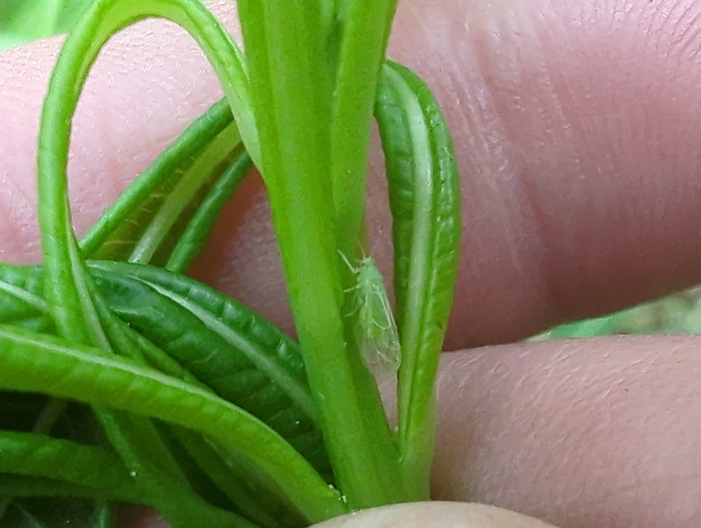 Craspedolepta subpunctata