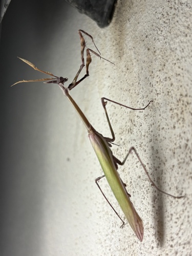 Mediterranean Conehead Mantis