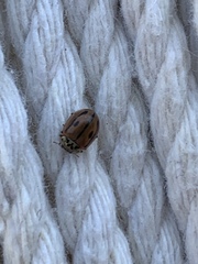 Mulsantina hudsonica