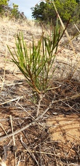Acacia uncifolia
