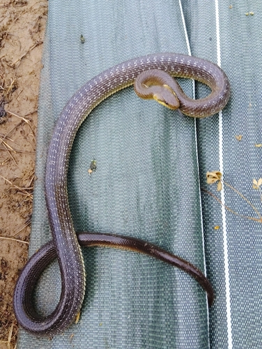 Aesculapian Snake