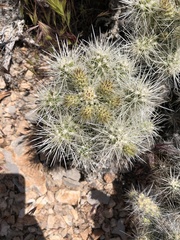 Cylindropuntia multigeniculata