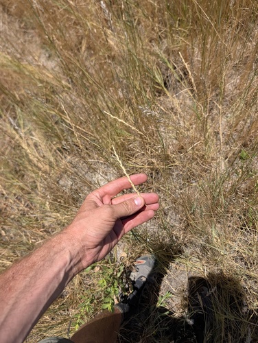 Leymus triticoides