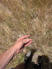 Leymus triticoides