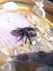 Xylocopa splendidula